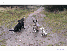 Tablet Screenshot of boneyfidodogs.co.uk